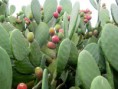 /album/autunno-e-i-suoi-frutti/autunno-e-frutti-autunnali-5-jpg/
